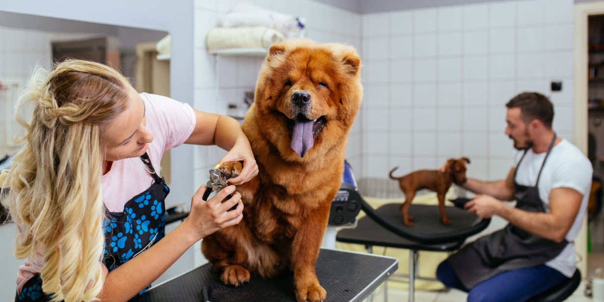 Como montar um pet shop 3 dicas práticas para começar